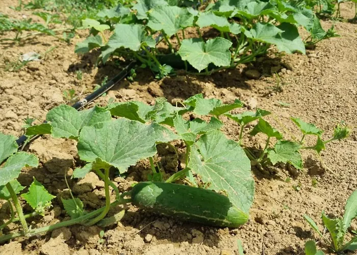 Rocca Prázdninový dům